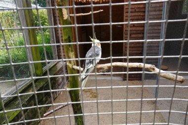 Canlı tüyleri olan güzel bir papağan bir dala oturmuş.