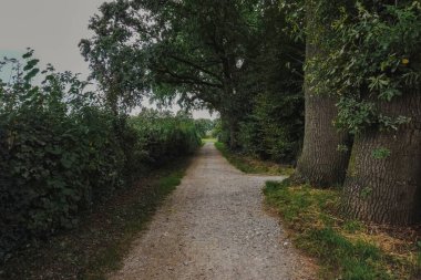 A quiet street in the countryside, surrounded by trees and greenery clipart