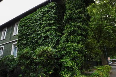 Büyüleyici bir evi çevreleyen yemyeşil bir çit.