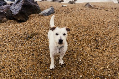 Cute dog running on Atlantic Ocean beach on a cloudy day
