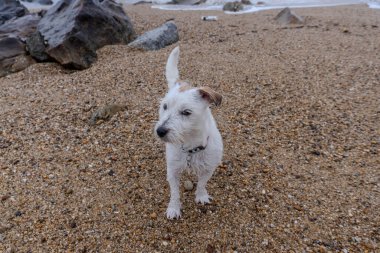 Cute dog running on Atlantic Ocean beach on a cloudy day
