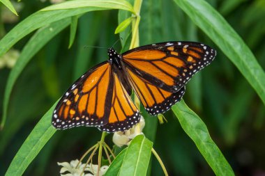 Bir kral kelebeği süt otuna ya da kuğu bitkisine yumurta bırakır.