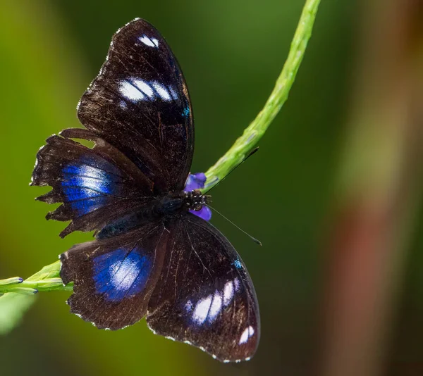 stock image A tropical butterfly sitting on a plant