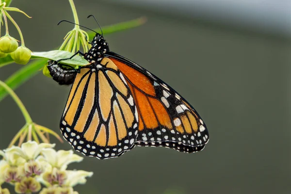 Monarcha Motýl Kladoucí Vejce Mléčný Plevel Nebo Labutí Rostlinu Stock Obrázky