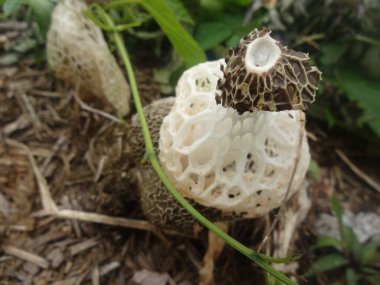 Doğal ortamda büyüyen bal peteği benzeri bir yapıya sahip eşsiz bir mantarın yakın çekimi..