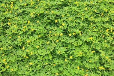 Toprak örtüsü bitkisini andıran küçük sarı çiçekli yoğun yeşil bir halı..