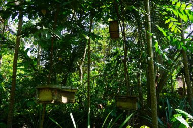 Sık yaprakların arasında asılı ahşap kuş evleri olan yemyeşil tropikal orman.