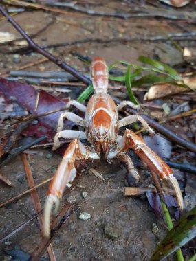 Yapraklar ve dallarla çevrili çamurlu bir yerdeki yengecin yakın çekimi..