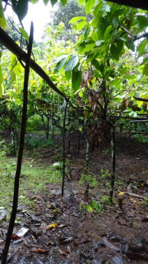 Yoğun bir tropikal ormanda, yemyeşil yaprakları ve yere saçılmış yapraklarıyla dar bir patika..