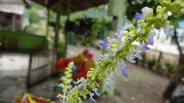 Bir köy sokağının yumuşak odaklı arka planına sahip narin mavi ve beyaz çiçeklerin yakın çekimi.