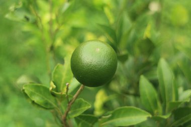 Arka planda yemyeşil yapraklar olan bir ağaca asılı yeşil bir kireç yakın plan..