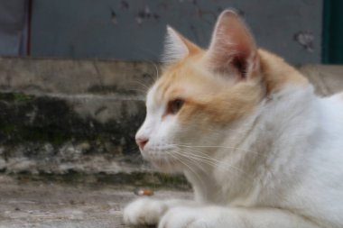 Beyaz ve turuncu bir kedinin yere yatıp yan tarafa baktığı yakın plan..