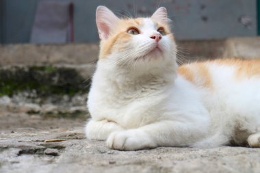 Beton bir yüzeyde yatan beyaz ve turuncu bir kedi, ilginç bir ifadeyle yukarı bakıyor..