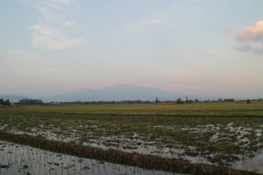 Hasattan sonra pirinç tarlası görünümü