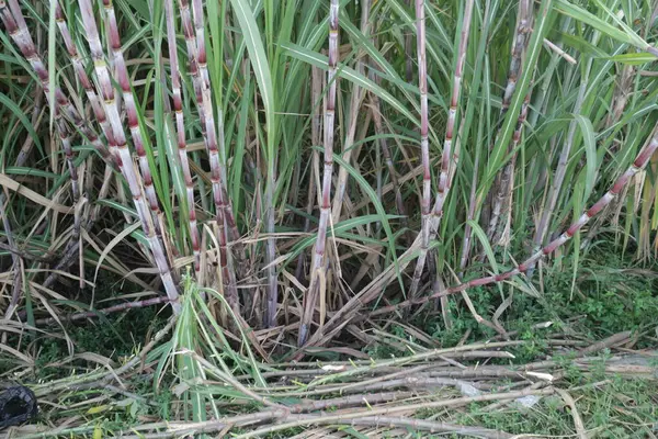 stock image A group of sugarcane plant in the farm