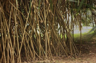 Pandanus palmiyesinin kökü toprakta güçlü bir şekilde sallanıyor.