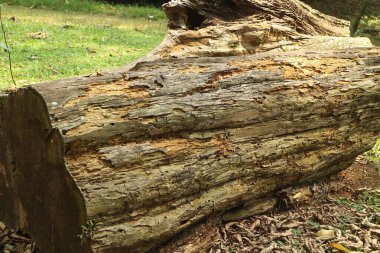 Bogor Botanik Bahçeleri 'nde eski ve çürümüş kütükler var.
