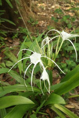 Bahçede açan beyaz zambak çiçeği