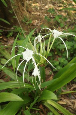 Bahçede açan beyaz zambak çiçeği