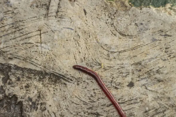 stock image Earthworm Creating Trails on Wet Ground After Rain