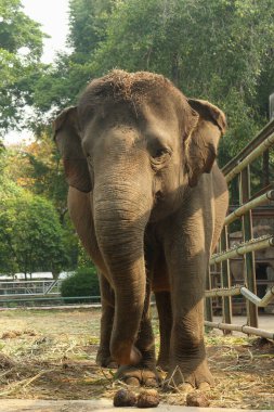 Garip bir ifadeyle büyük bir Asya fili hayvanat bahçesi çevresinde duruyor. Görkemli bir yaratığın güçlü bir görüntüsü.. 