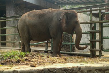 Hayvanat bahçesinde yalnız bir Asya fili duruyor.