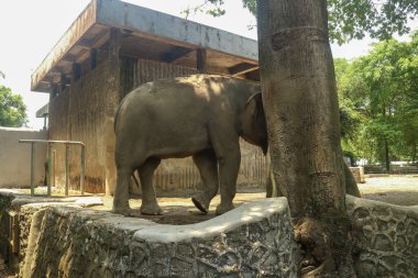 Hayvanat bahçesinde gölge arayan Asya fili, hayvanların refahını ön plana çıkarıyor.