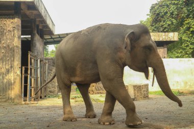 Hayvanat bahçesinde yürüyen bir Asya fili. Gri derili ve gövdeli büyük bir memeli.. 