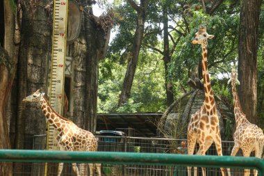 Group of Giraffes at the Zoo
