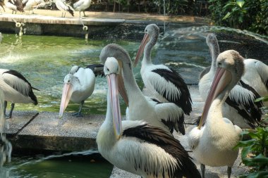 Göl kenarında toplanan pelikan sürüsü.