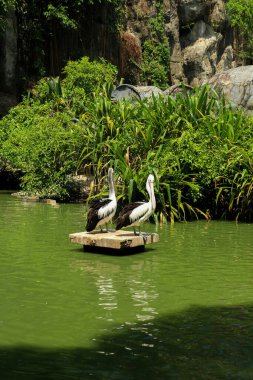  Pelikanlar göldeki bir kütüğe tünemiş, sakin suyun ve yemyeşil çimlerin tadını çıkarıyorlar.. 