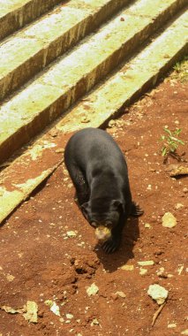 Güneş Ayısı Doğal Yaşam Alanında Yiyecek Arıyor