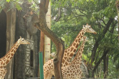 Üç zürafa yemyeşil bir duvarda yan yana yürüyor, hayvanat bahçesi hayvanları, uzun boyunlu uzun boylu zarif memeliler..