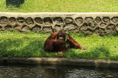 Nesli tükenmekte olan Orangutanlar Yeşillik Yaşam Alanında Bağlanıyor