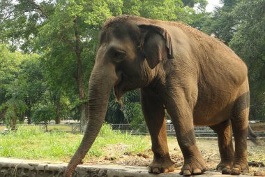 Arka planda ağaçlar olan çimenli bir tarlada duran fil. Vahşi yaşam, hayvan, doğa, park, hayvanat bahçesi, memeli, vahşi