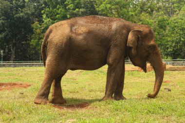 Görkemli Asya Fili, Yeşillikte Huzurlu Otlama