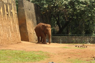 Hayvanat bahçesinde kameraya doğru yürüyen bir filin yakın çekimi. Hayvan, taş duvarlarla çevrili, toprak ve çimlerle dolu doğal bir ortamda..