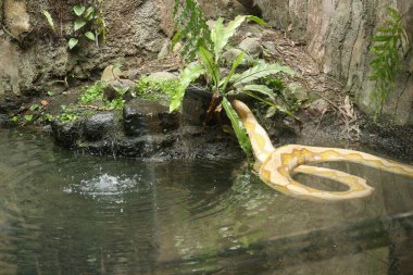 Albino Python Snake in a pond in the jungle clipart