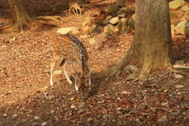 Arka planda diğer geyiklerle birlikte ormanda otlayan benekli bir geyik. Doğal yaşam alanında benekli bir geyiğin doğal fotoğrafı..