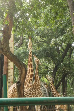 Üç zürafa yeşil yapraklı bir ağaçta yapraklara uzanıyor.. 