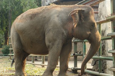 Elephant in zoo enclosure, a large, grey mammal with big ears and a trunk. clipart