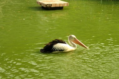 A single pelican swims in a green pond with a platform in the background, showcasing the beauty and tranquility of nature. clipart