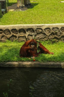 Neşeli Orangutanlar Hayvanat Bahçesinde Güneşli bir günün tadını çıkarıyor