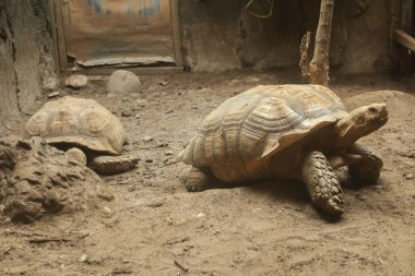 İki Sulcata Kaplumbağası Dusty Enclosure 'da Dinleniyor. Yavaş hareket eden, uzun ömürlü, özgün kabuklu sürüngenler, kuru alanlarda yaşıyorlar..