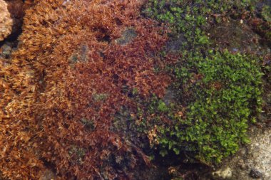 Yosun gibi bir yüzeye yakın çekim, kahverengi ve yeşil yamalar, desen ve detayı gösteriyor..