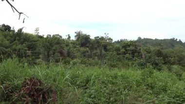 Yükselen tepeleri ve bulutlu gökyüzünün altındaki uzak dağlarıyla yemyeşil bir manzara..