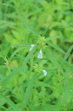 Küçük beyaz çiçekli yeşil yaprakların yakın plan görüntüsü. Yapraklar uzun ve incedir, yemyeşil bir zemin oluşturur. Çiçekler narin ve yaprakların arasına dağılmış..