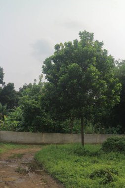 Çimenlerle ve bulutlu bir gökyüzünün altındaki diğer bitki örtüsüyle çevrili, arka planında beton bir duvar olan yemyeşil bir ağaç bir bahçede duruyor..