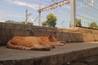 Kızıl bir kedi açık mavi gökyüzünün altında demiryolu kenarında beton basamaklarda uyuyor..
