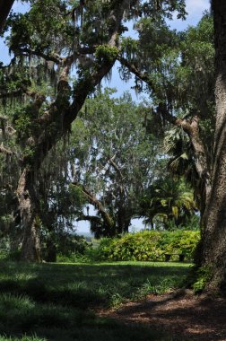 Bok Kulesi 'ndeki Oaks' ta İspanyol yosunu.